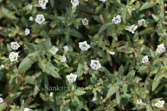 Limnophila indica